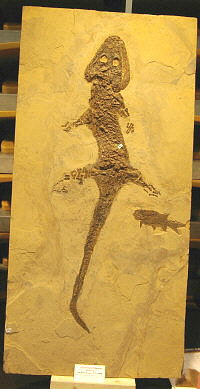 MAPS fossil show 28
