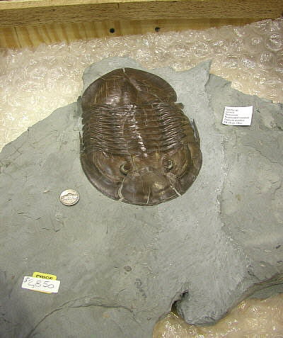 MAPS fossil show 29