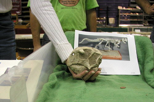 MAPS fossil show 32