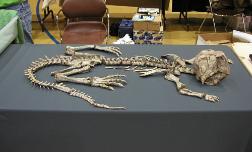 MAPS fossil show 33