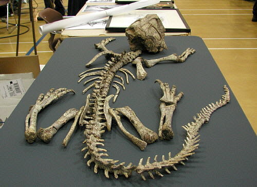 MAPS fossil show 34