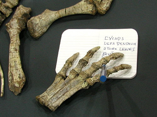 MAPS fossil show 36