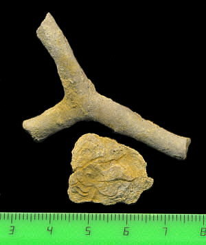 Tabulipora maculosa basal attachment