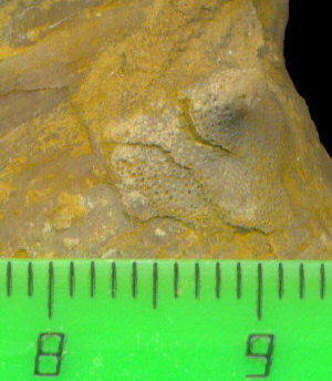 Tabulipora maculosa basal attachment