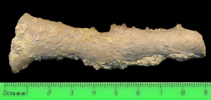 Tabulipora maculosa