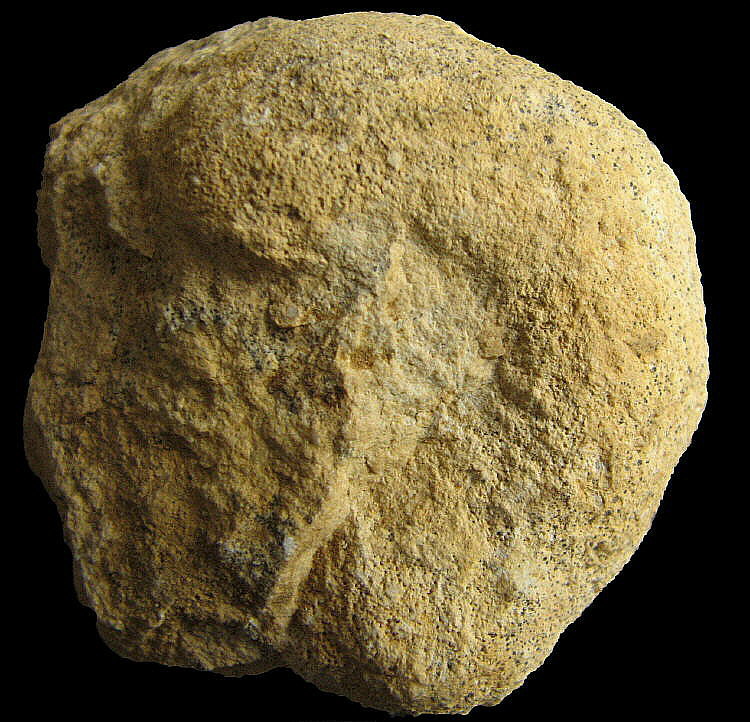 Pemmatites macroporus Dunikowski, 1884