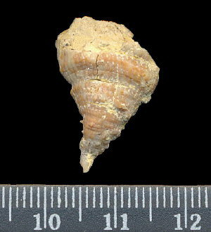Pseudobradyphyllum serpens Dobrolubova, 1940