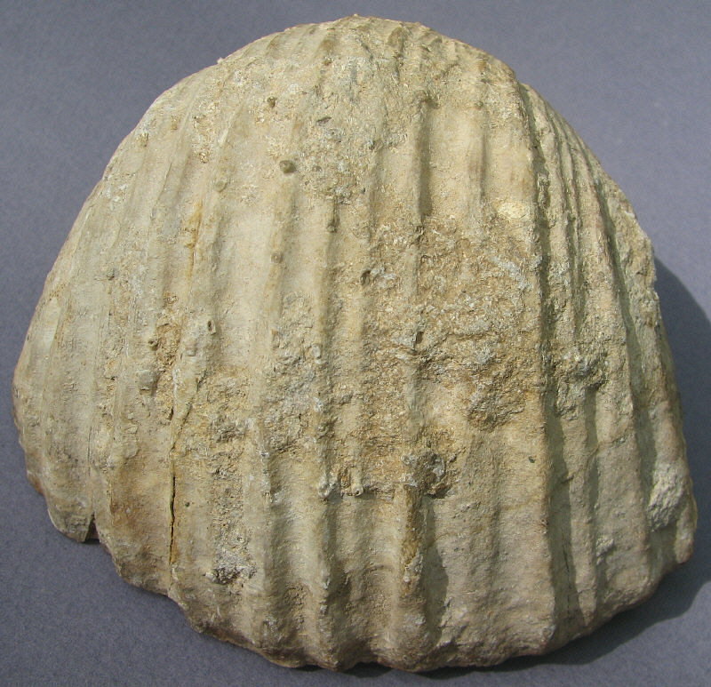 Gigantoproductus crassus Sarytcheva