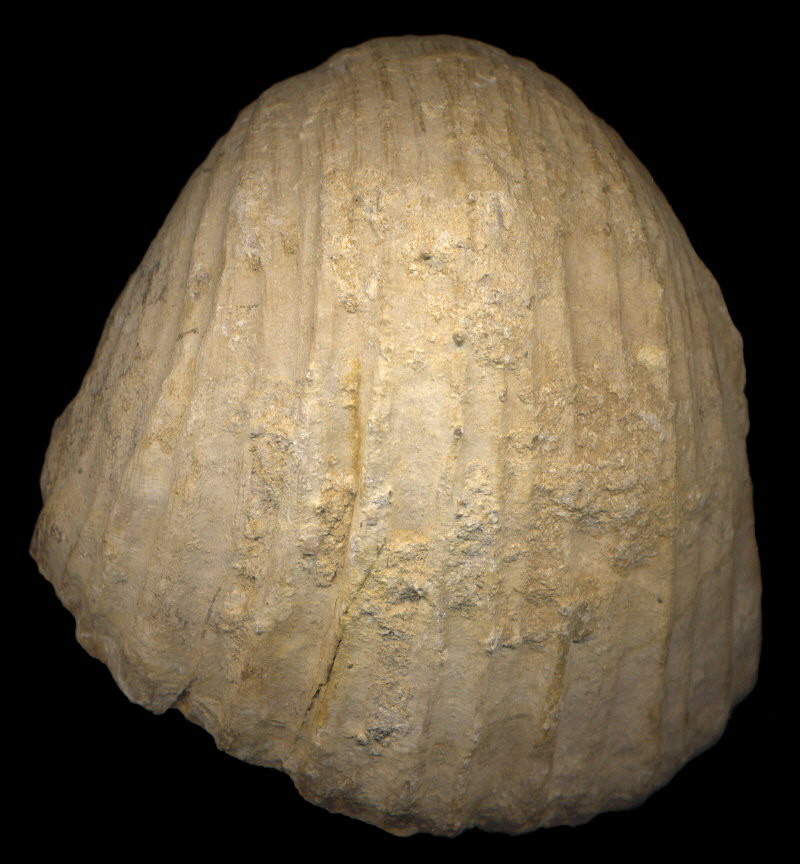 Gigantoproductus crassus Sarytcheva