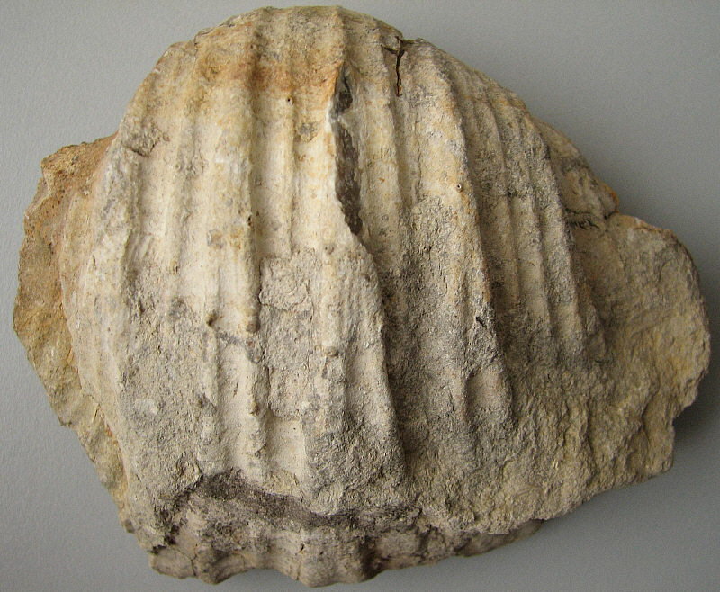 Gigantoproductus inflatus Sarytcheva