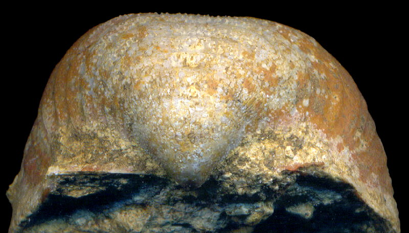 Calliprotonia sterlitamakensis (Stepanov, 1937)
