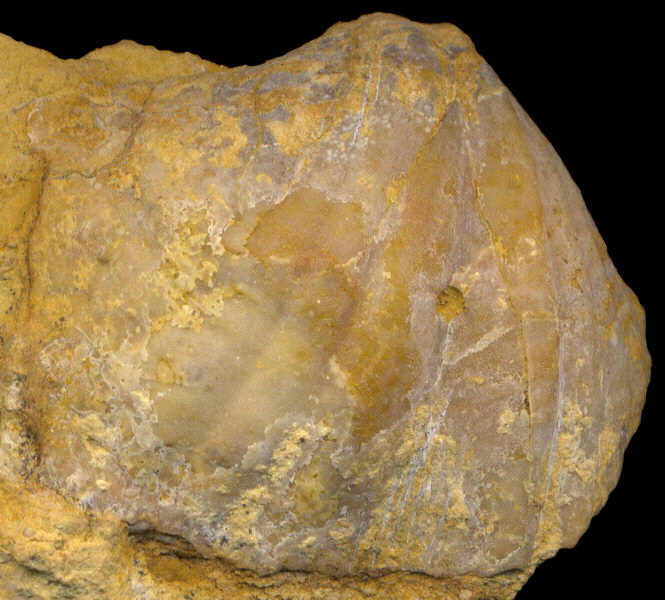 Brachythyris ufensis Tschernyschev