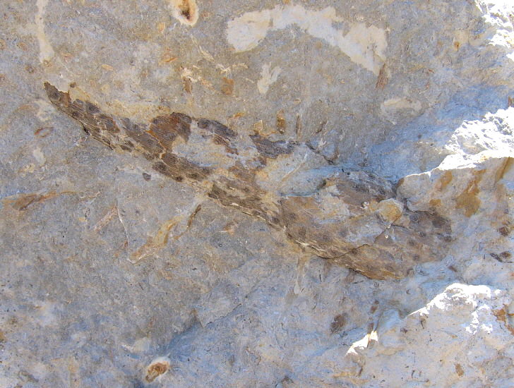 Stigmaria sp.