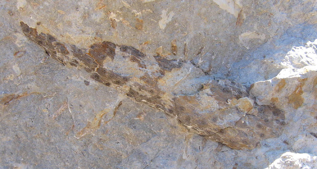 Stigmaria sp.