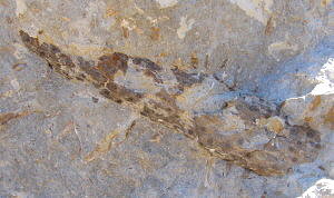 Stigmaria sp.