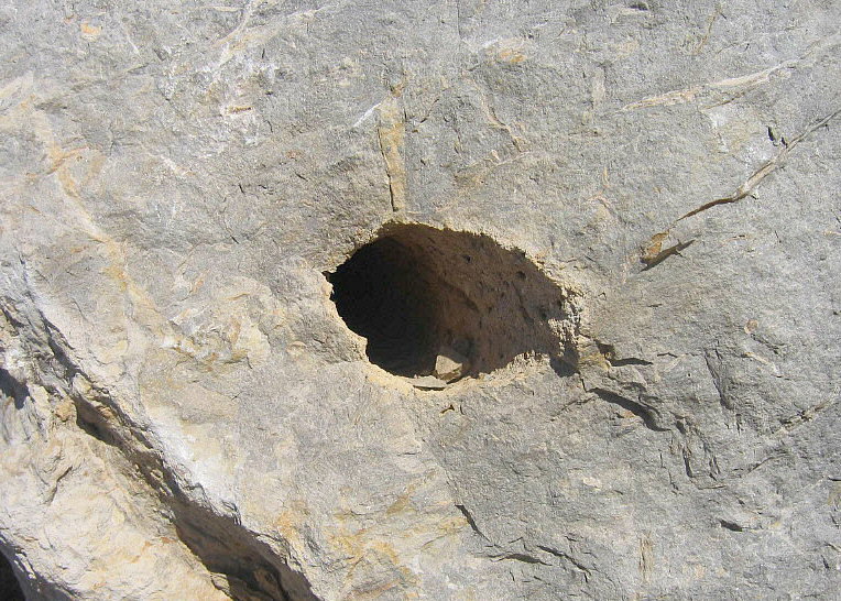 Stigmaria sp.