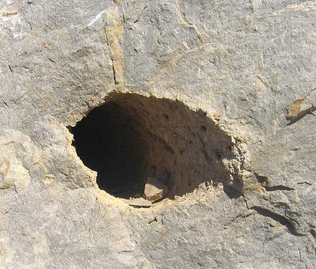 Stigmaria sp.