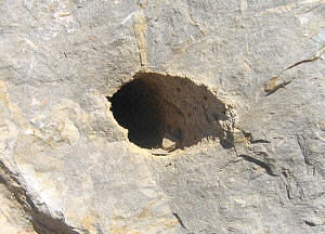 Stigmaria sp.