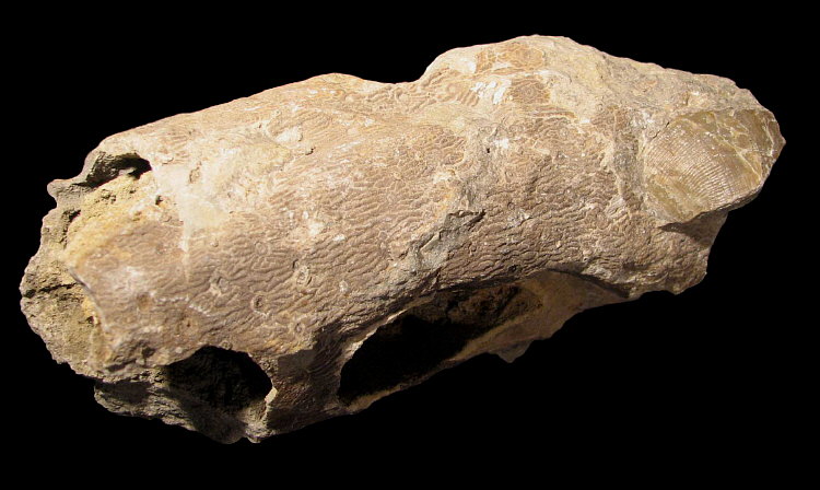 Stigmaria sp.