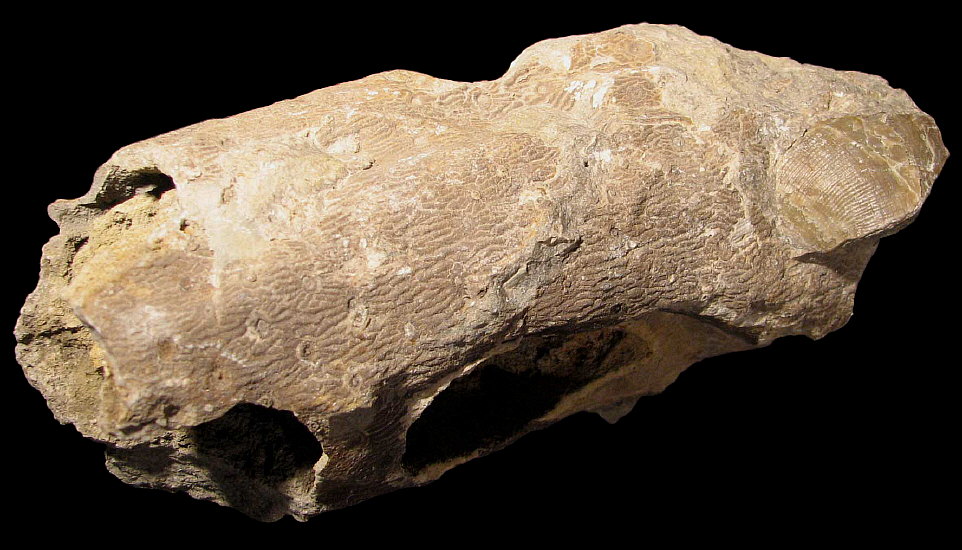 Stigmaria sp.