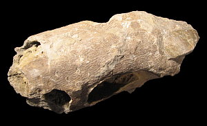 Stigmaria sp.