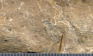 Stigmaria sp.