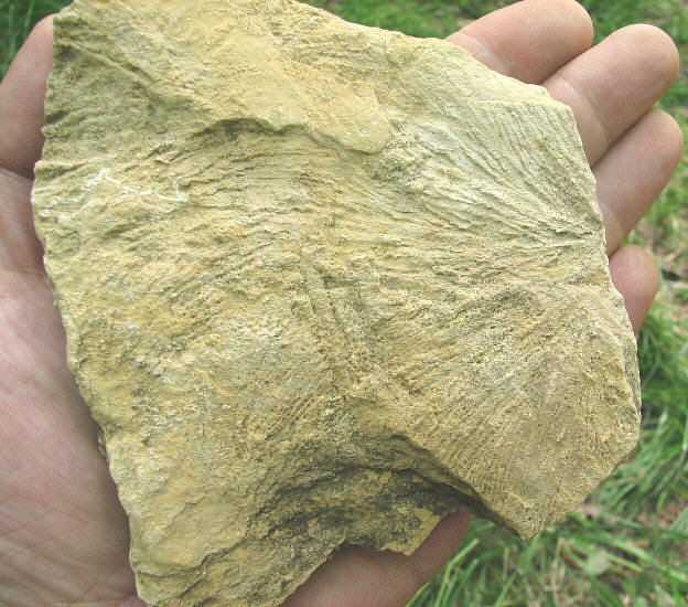 Zoophycos sp.