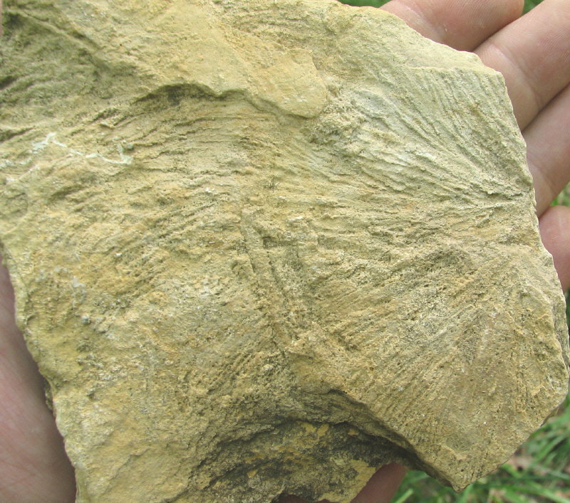 Zoophycos sp.