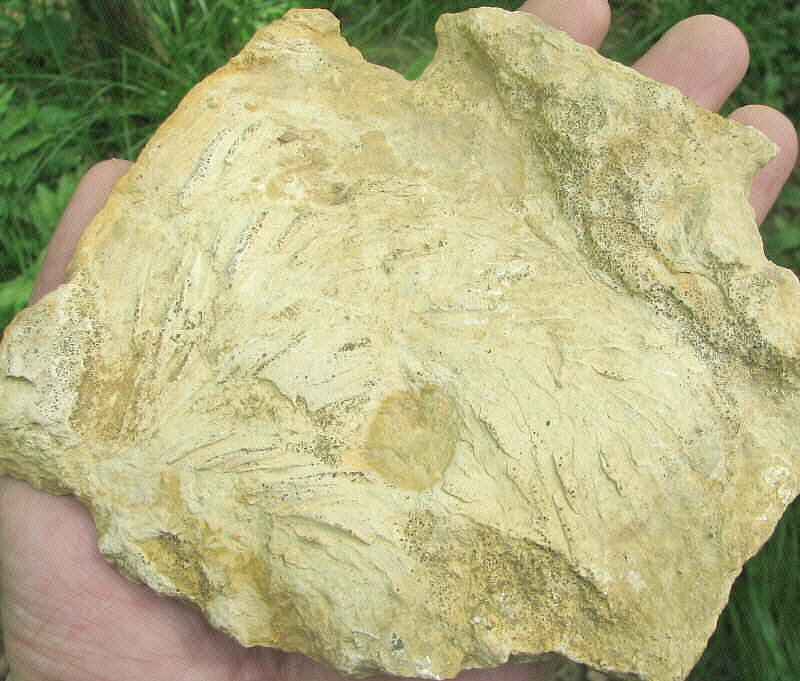 Zoophycos sp.