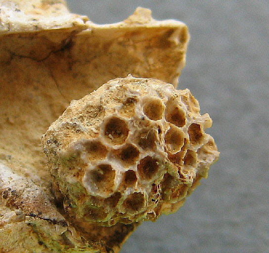 Michelinia sp.