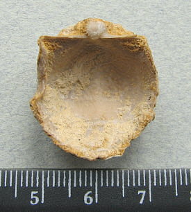 Parajuresania tastubensis (Tschernyshev)