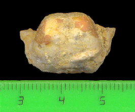 Kozlowskia borealis (Ivanov, 1935)