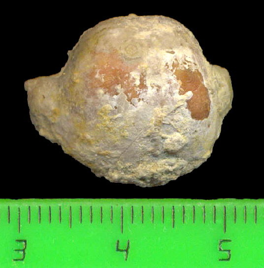 Kozlowskia borealis (Ivanov, 1935)