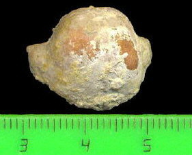 Kozlowskia borealis (Ivanov, 1935)