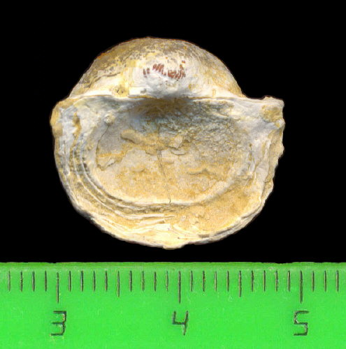 Kozlowskia borealis (Ivanov, 1935)