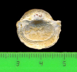 Kozlowskia borealis (Ivanov, 1935)