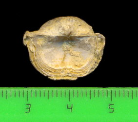 Kozlowskia borealis (Ivanov, 1935)