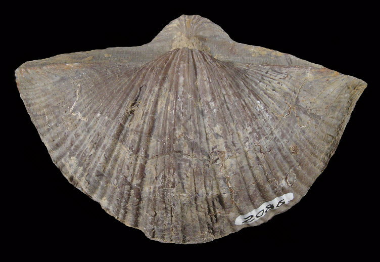 Neospirifer alatus