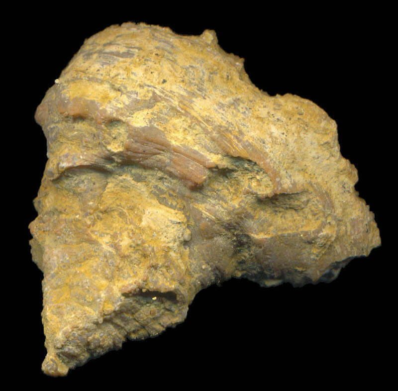 Michelinia sp.
