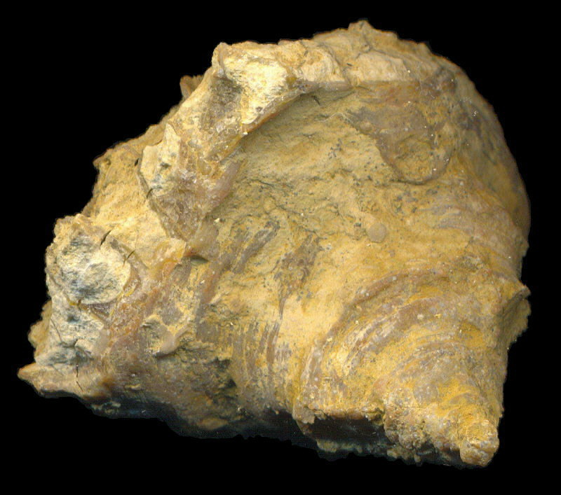 Michelinia sp.