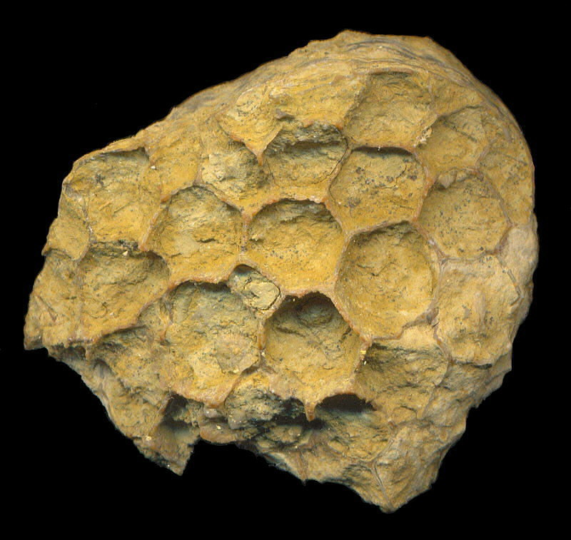 Michelinia sp.