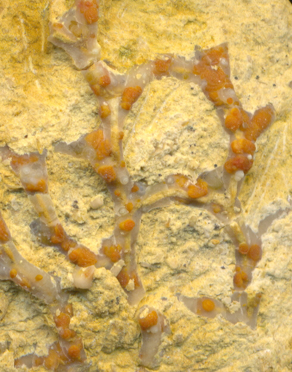 Aulopora macrostoma (Fischer)