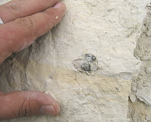 Enteletes lamarckii