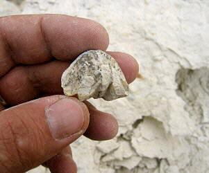 Enteletes lamarckii
