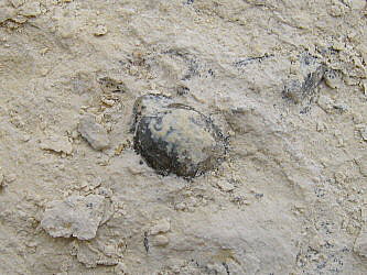Composita humerosa