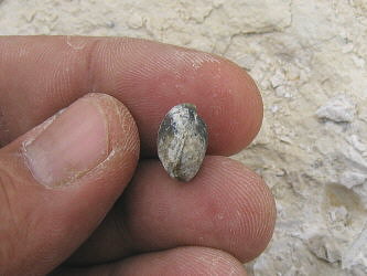 Composita humerosa