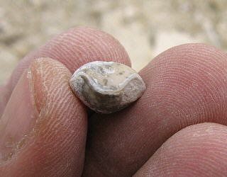 Composita humerosa