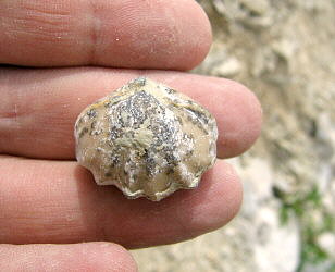 Enteletes lamarckii