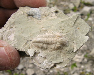 Pseudophillipsia