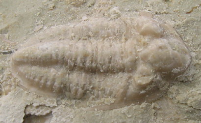 Pseudophillipsia